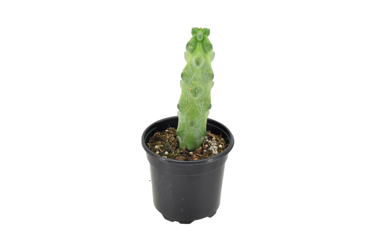 Warzenkaktus (Myrtillocactus geometrizans 'Fukurokuryuzinboku')