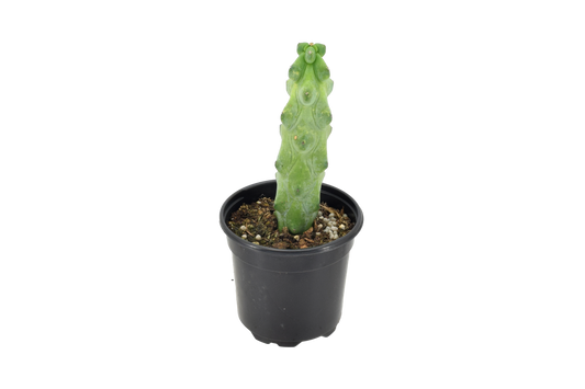 Boobie Cactus (Myrtillocactus geometrizans 'Fukurokuryuzinboku')