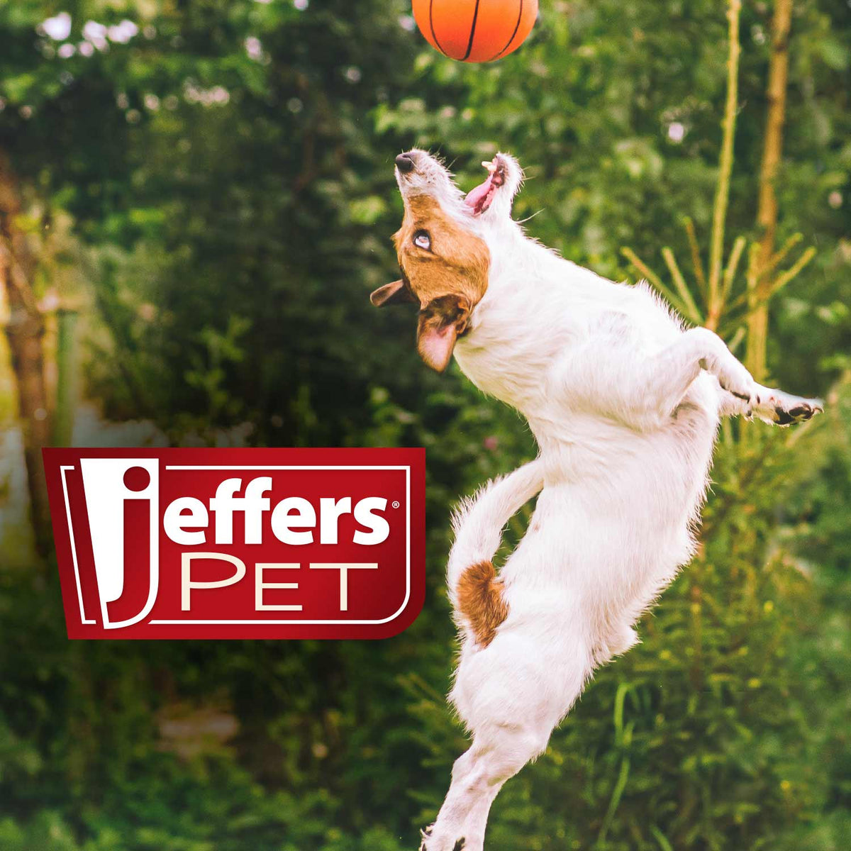 Jeffers Pet Çay Ağacı (Melaleuca) Kuru Ciltler İçin İlaçlı Köpek Şampuanı
